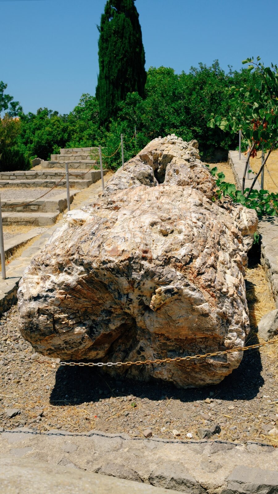 Ancient petrified tree fossil in Sigri, Lesvos, Greece.