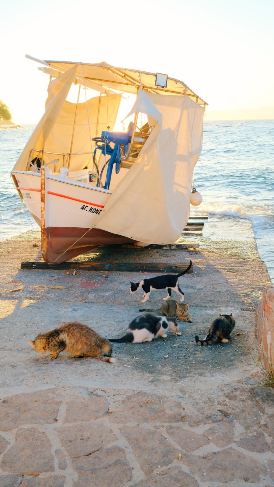 Cats eating beside a fishing boat at golden hour in Skala Sikamineas, Lesvos, Greece.